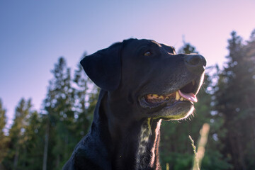 dog labrador outdoor