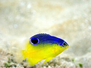  yellow-belly  juvenile