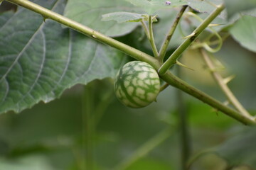 this is photo of plant