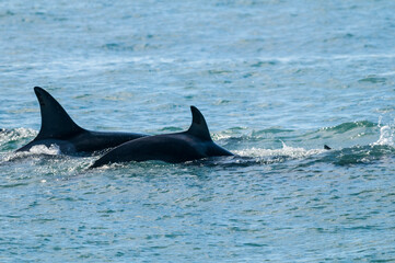Killer whale hunting sea lions, Peninsula valdes, Patagonia Argentina