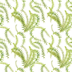 Fern leaves seamless pattern background, watercolor hand drawn