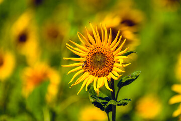 Sonnenblume