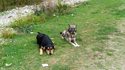 Portrait of cute dog 