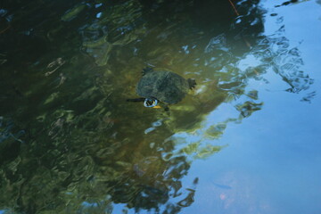 Tortue de Floride relâchée dans un bassin
