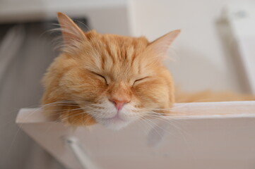 キャットウォークでくつろぐ猫（マンチカン）