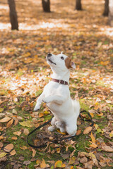 Funny jack russell terrier dog stands on its hind legs in autumn leaves. Pet training concept