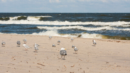 Mewy na bałtyckiej plaży 