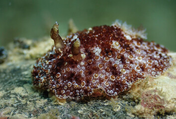 Beautiful Carminodoris sp.