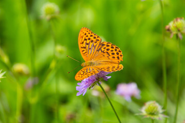 Silver-washed fritillary butterfly, also called Argynnis paphia or Kaisermantel