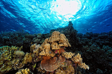 A picture of the coral reef