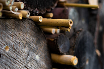 Close up from an insect house with bamboo sticks and wood photo made in the Netherlands