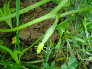 Long cucumber flowers growing on trees in the vegetable field closeup.