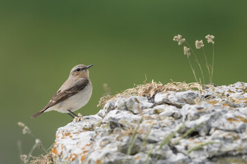 Portrait of Wheatear female on the rock in the Alps mountains (Oenanthe oenanthe)