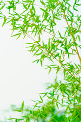 Green bamboo background