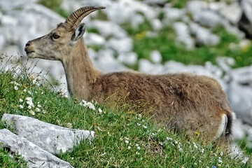 Horde de bouquetins rencontrée dans le Vercors