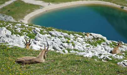 Horde de bouquetins rencontrée dans le Vercors
