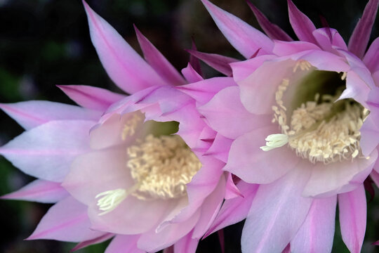 Fleur de Boule de Moïse, cactus oursin