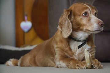 Cocker Spaniel Chew