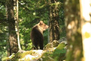 Bär im Sonnenlicht 2