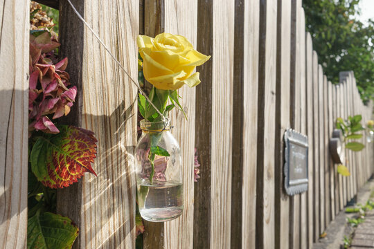 Glasflasche mit Rose am Gartenzaun