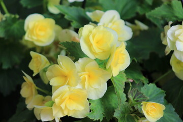 yellow flowers in the garden