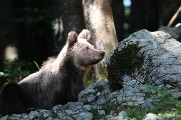 Bär 30
