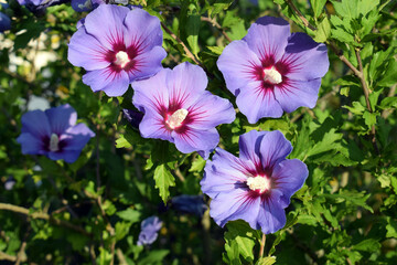 Beautifully blooming hibiscus syriacus 'Blue bird' with
attractive flowers  - obrazy, fototapety, plakaty