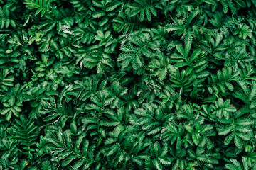 Naklejka na ściany i meble Dark green leaves pattern background, Natural background and wallpaper. Black tropical abstract green grass texture. Ornamental plant in the garden. Eco wall. Organic natural background