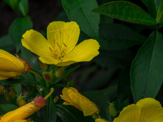 yellow flower in the park