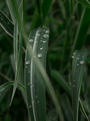 dew on grass