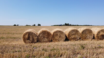 Mown straw in rolls on a sunny day.
