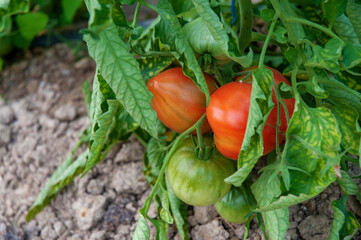 Tomato produced in a greenhouse. The tomato is the edible berry of the plant Solanum lycopersicum commonly known as a tomato plant.