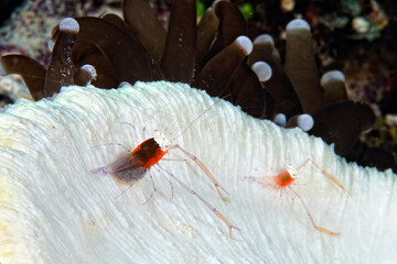 A mushroom coral ghost shrimp