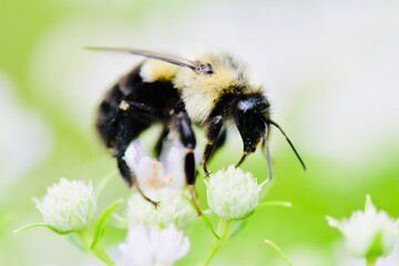 bee on a flower