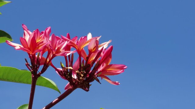 Vibrant Red flowers against blue sky. Frangipani or red-Jasmine (Plumeria rubra) also known as Dok Champa at Laos. 