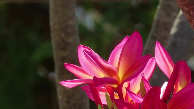 Vibrant Red flowers against blurred background. Frangipani or red-Jasmine (Plumeria rubra) also known as Dok Champa at Laos. 