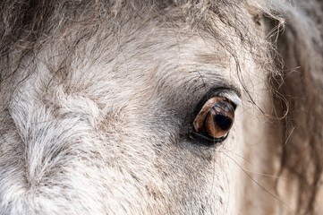 bulging brown eye of a white muddy pony. scared white stallion in the zoo with an attentive look