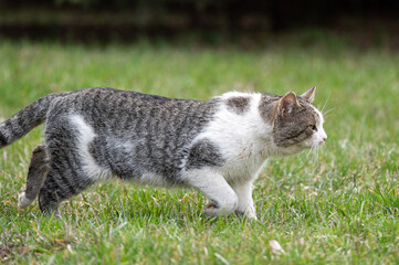 Naklejka na ściany i meble striped white-gray street cat hunts in the park. tired sleepy cat sneaks on the grass