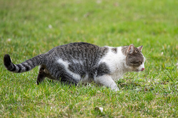 Naklejka na ściany i meble striped white-gray cat licks its muzzle with its tongue. well-fed homeless cat on green grass in the park