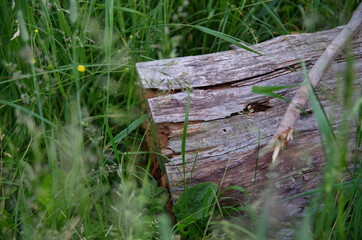 the beauty of the summer landscape