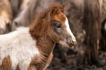 Fototapeta premium funny brown pony stallion with white spots in the zoo. portrait of a fluffy young horse in a corral with mom