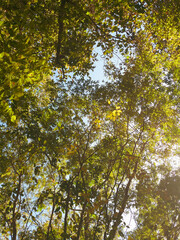 Fototapeta premium maple leaves