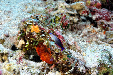 A beautiful purple fire goby