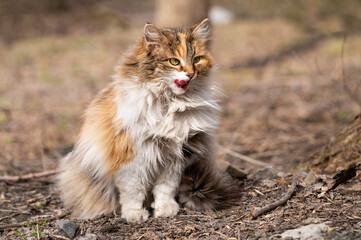 Naklejka na ściany i meble fluffy beautiful cat licks its muzzle with its tongue after eating. cute stray cat at the zoo
