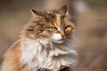 fluffy beautiful cat pressed its ears in displeasure. cute stray cat on a city street