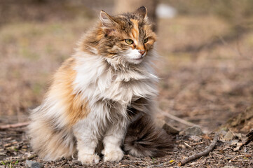 Naklejka na ściany i meble funny fluffy beautiful cat sits displeased on the street. cute stray cat in city park