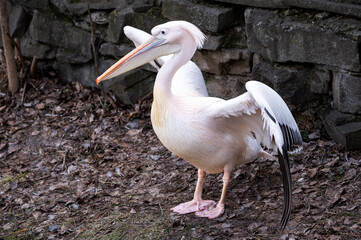 a pure pink pelican spread its black wings against a backdrop of cobblestones. endangered water bird at the zoo