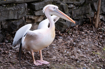 pink pelican with a tuft and spread black wings. webbed feet of a water bird at the zoo