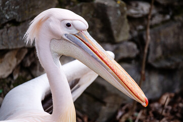 close-up of the eyes and beak of a pink pelican with a tufted. endangered waterfowl in the reserve