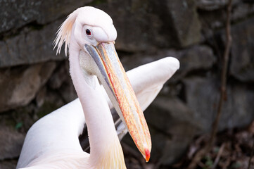 close-up of the eyes and huge beak of a pink pelican with a tufted. endangered waterfowl in the reserve